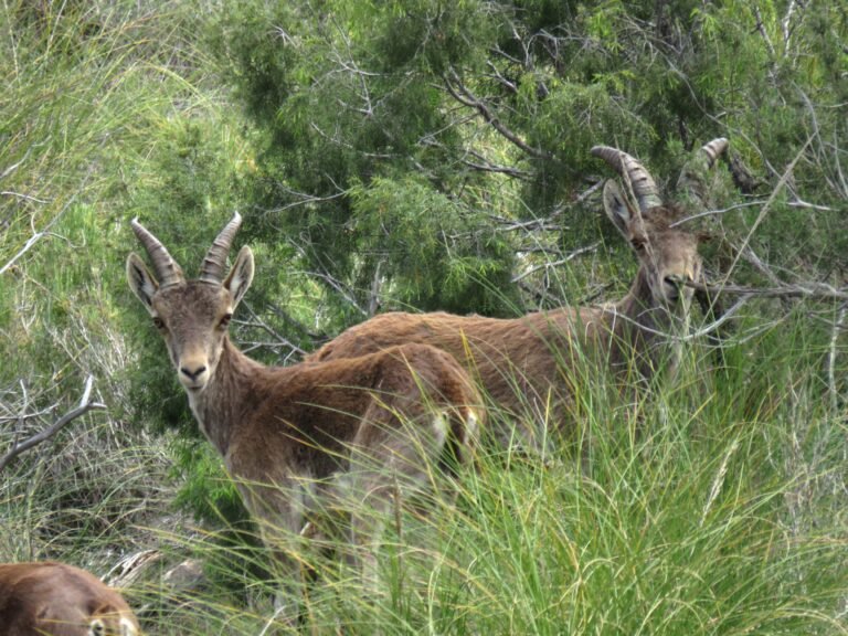 CabrasMontesas_LanoGanga (4)
