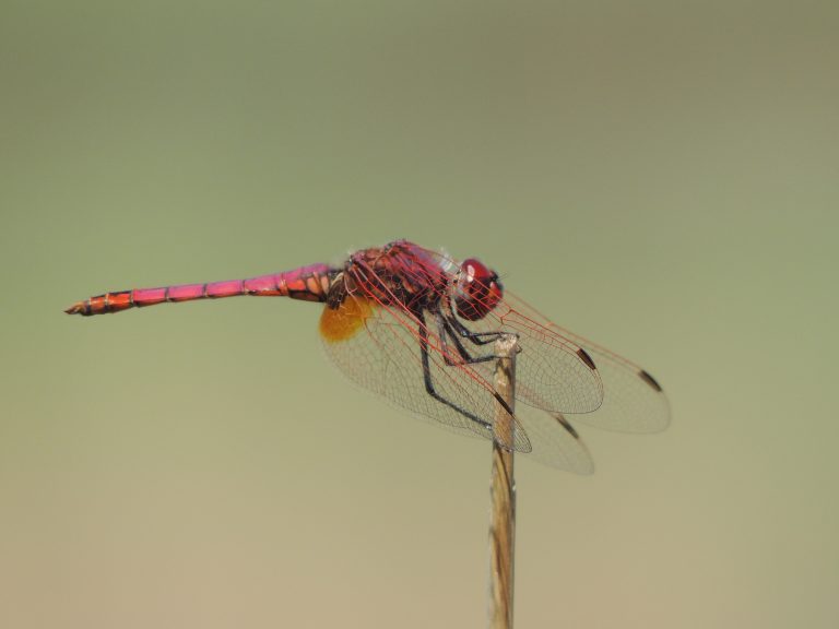 Crocothemis erytraea (12)