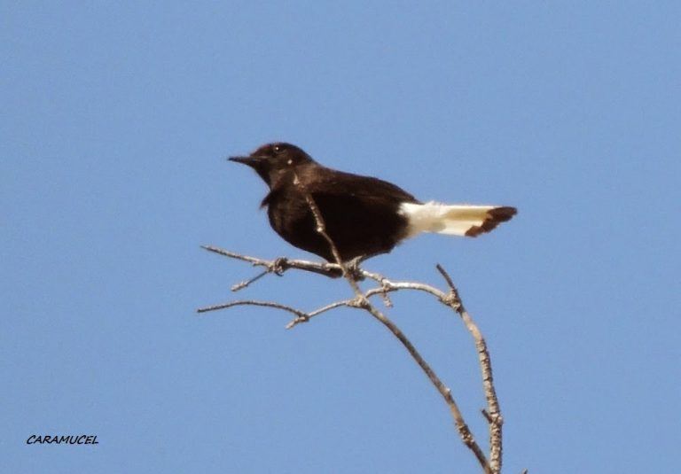 cOLLALBANEGRA
